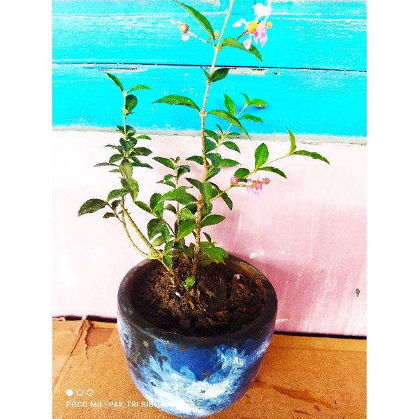 Bibit Bonsai (Sakura Mikro)