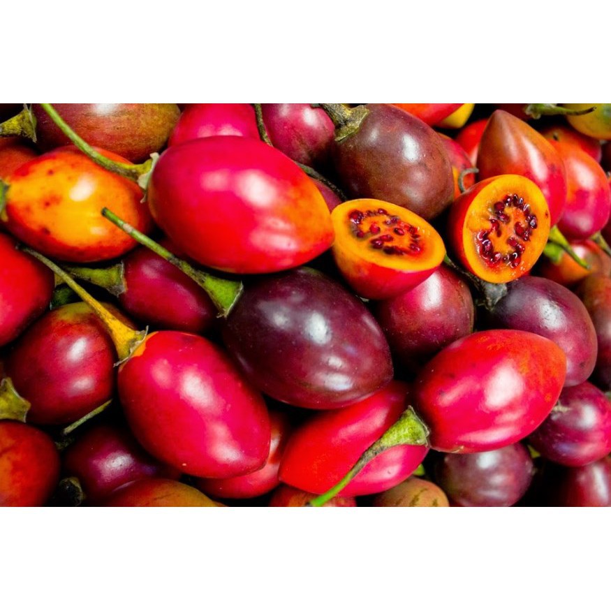 Biji Terong Belanda Tamarillo - Bibit Tanaman Buah Terong Belanda - Terong Belanda - COD