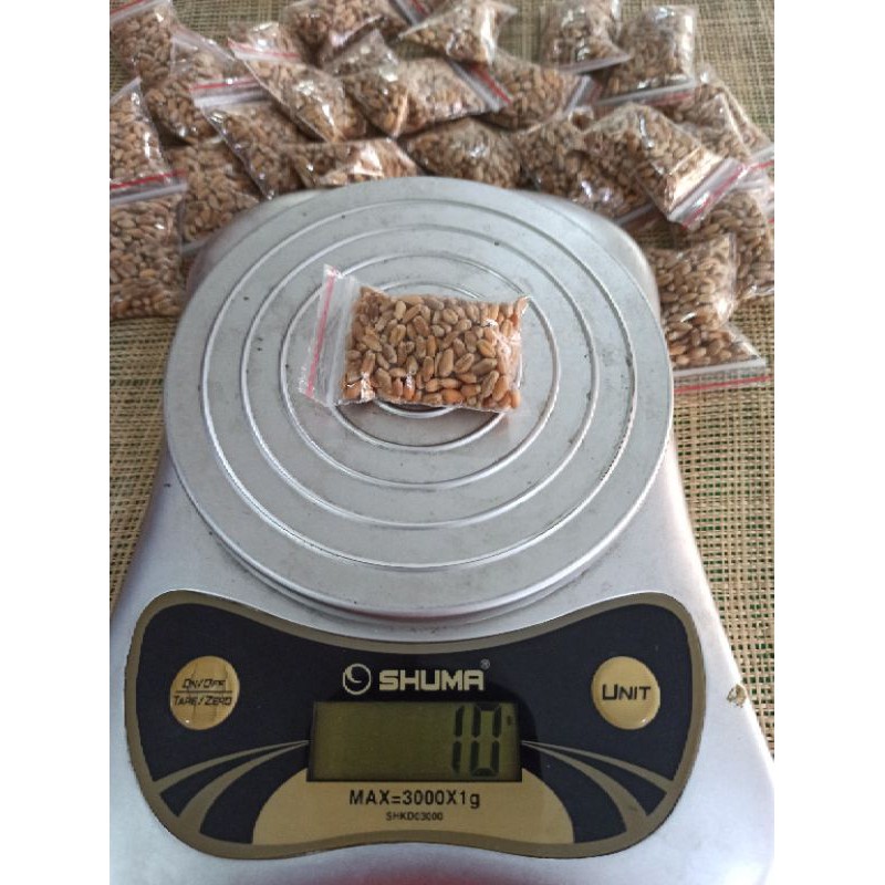 Wheatgrass Rumput Gandum (Rumput Kucing / Anjing)