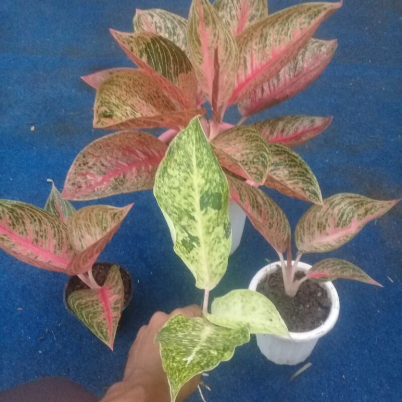 3 aglonema legacy mangkok (lemang) + striptis white.ssuai fto.red legaci mangkok