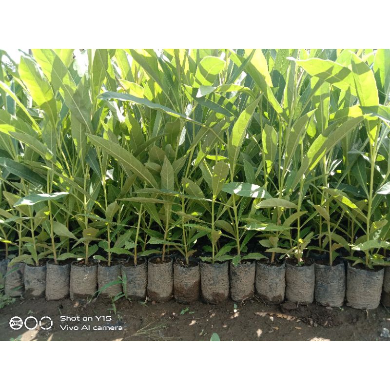 Tabebuya kuning / bunga tabebuya kuning