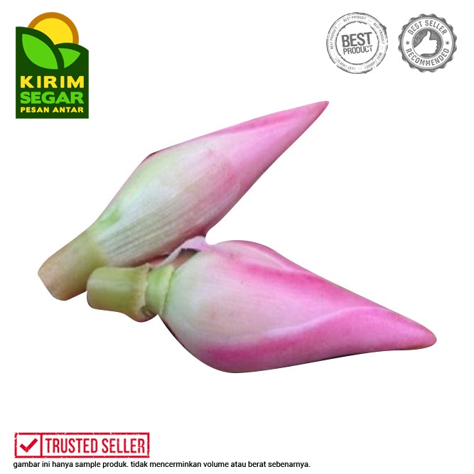

Kecombrang / Sayur Kecombrang / Buah / Tangkai Kecombrang/Pack/Ikat