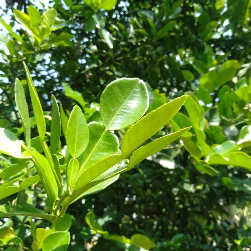 

Daun Jeruk Purut (Citrus Hystrix D.C.) Fresh Petik Pohon