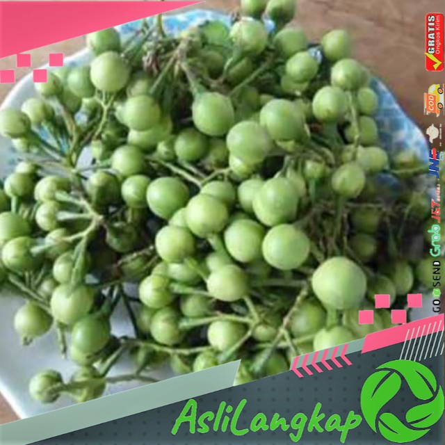 

Buah Takokak segar, Tekokak Rimbang, Rimbang Takokak, Rimbangan Emas, Rimbangan Cepoka 300 gr
