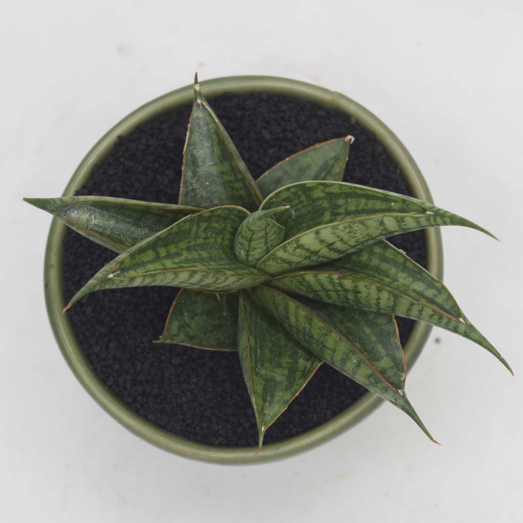 Sansevieria Hybrid Sindoro - Tanaman Hias Lidah Mertua -Tanaman Penyerap Polutan