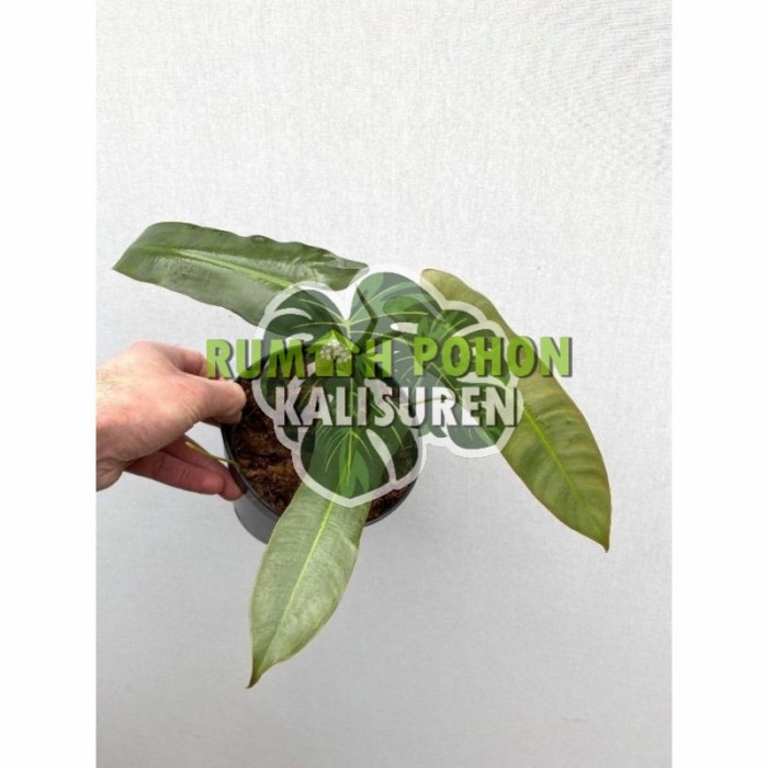 TANAMAN HIAS PHILODENDRON ATABAPOENSE - PHILO ATABAPOENSE