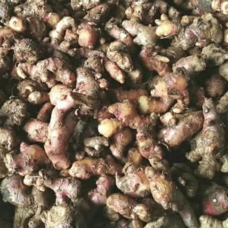 

Baru FPT7D Jahe Merah Fresh 1000gram/1kg Ukuran Kecil 58 Best Produk