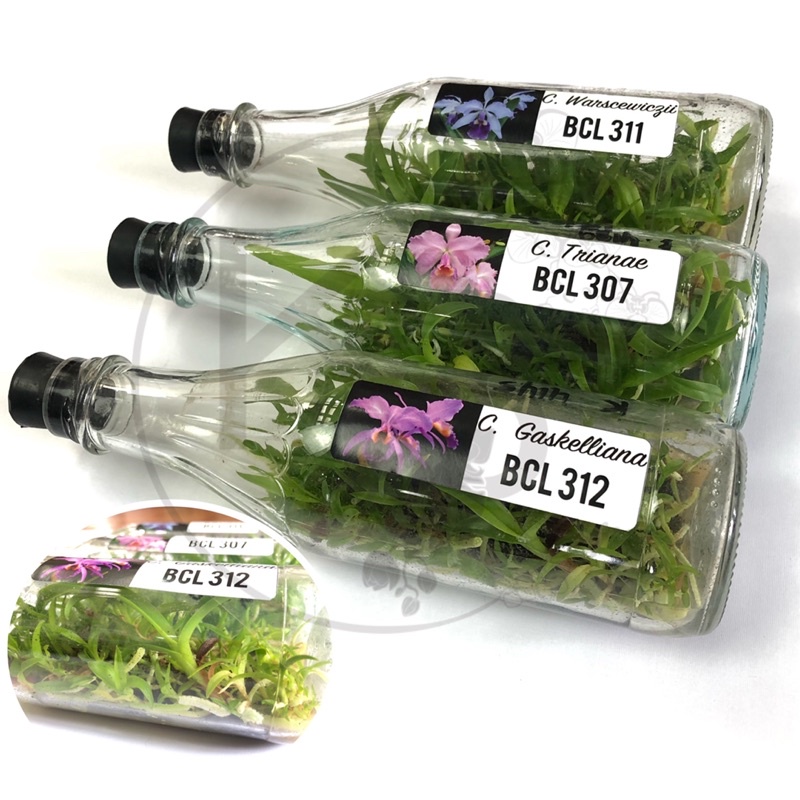 Anggrek Cattleya Dalam Botol Siap Aklim | Anggrek Cattleya | Bibit Anggrek Cattleya
