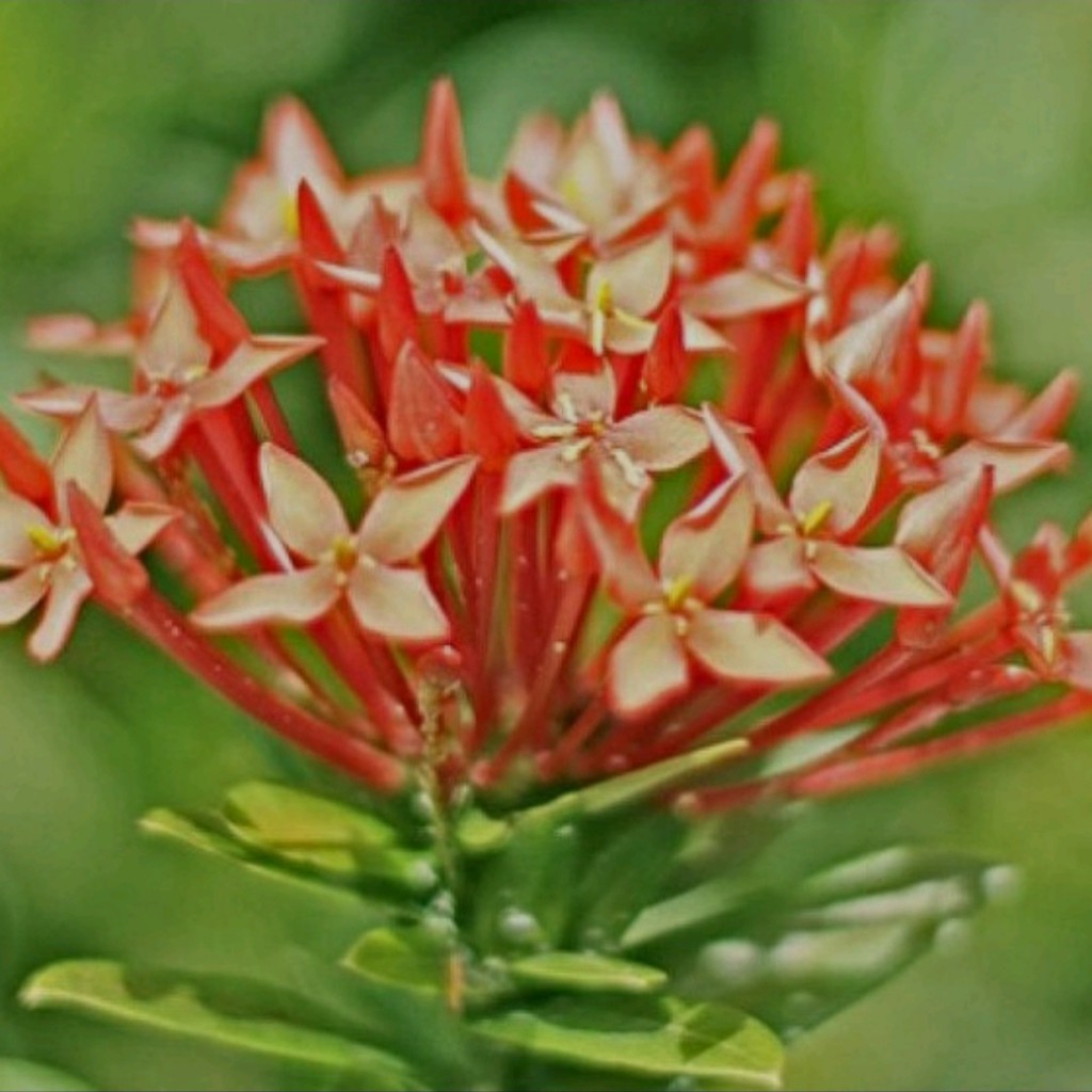 Bunga Asoka Orange Bunga Murah Tanaman Hias Ixora Chinensis Tanaman Hias Harga Terjangkau