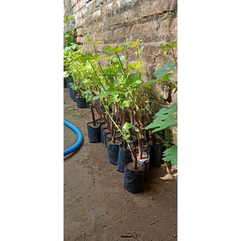 Paket 4 Bibit Anggur Import Ninel