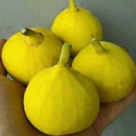 Bibit Pohon Buah tin Kuning Besar jenis Yellow KSA| Bibit Buah tin Berkualitas