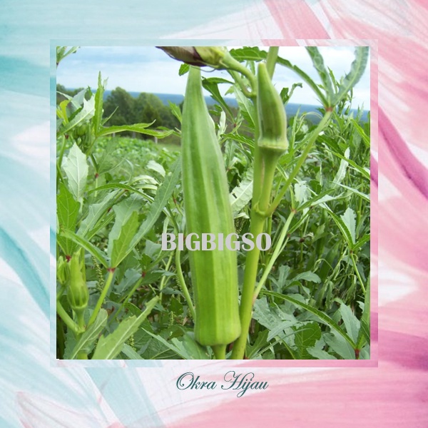 Bibit Tanaman Okra Hijau Benih Tanaman Sayuran Benih Okra