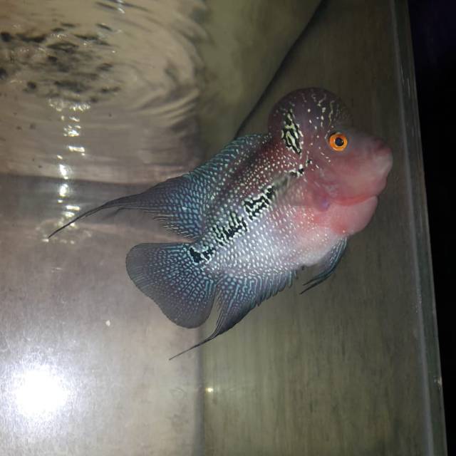 Ikan louhan/lohan SRD Short body ukuran 13 cm