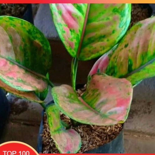 Tanaman hias aglonema hengheng# aglonema hengheng