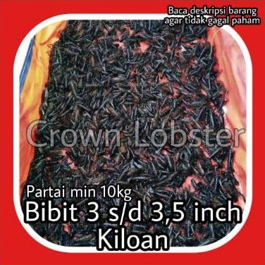 Bibit Lobster Air Tawar kiloan