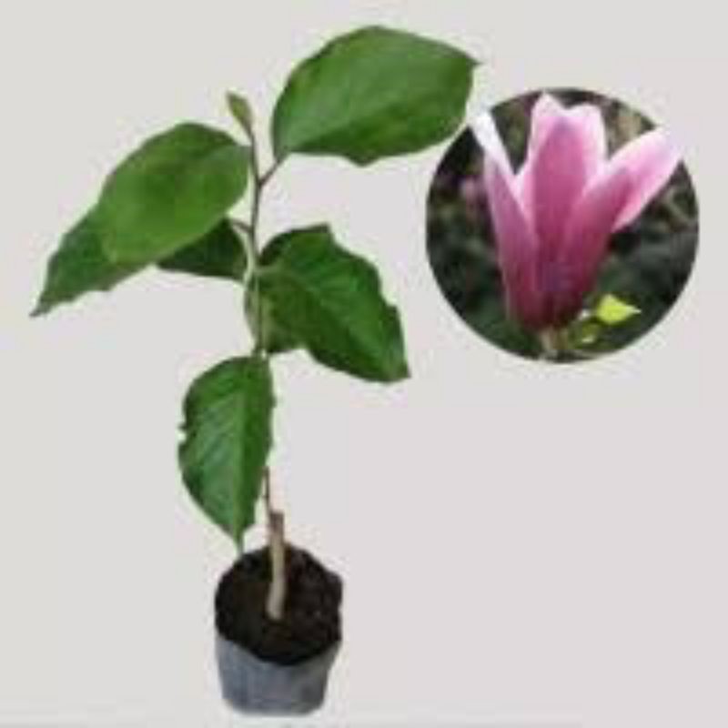 Bibit bunga kantil Ungu