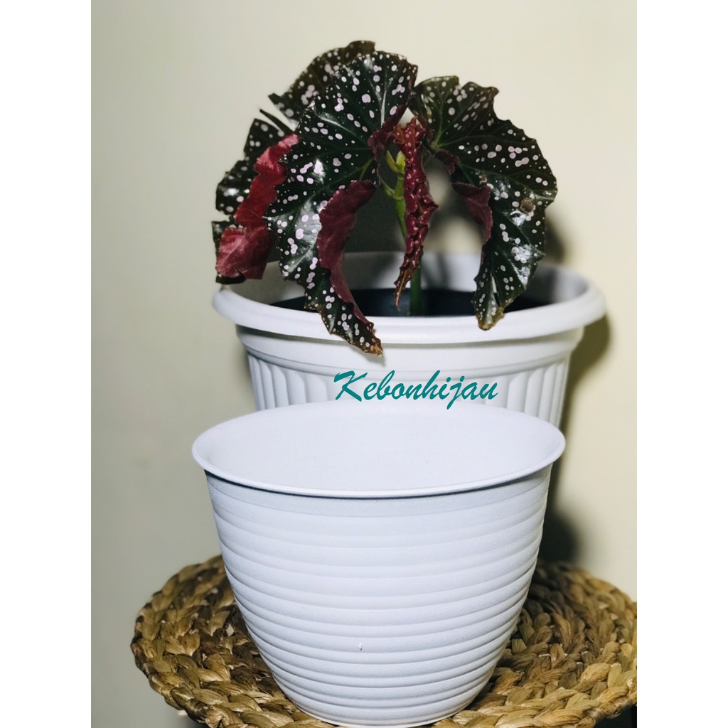 Pot Tawon 15 cm Putih / Pot Tawon Putih 15 cm / Pot Tawon Putih / Pot Murah / Pot Kaktus / Pot Bunga