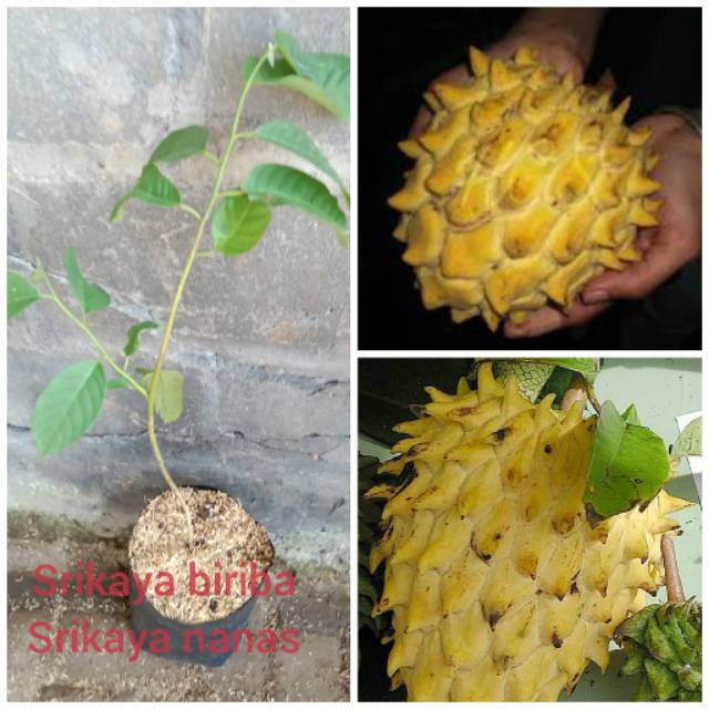 Bibit Tanaman Buah Srikaya Biriba / Srikaya Nanas