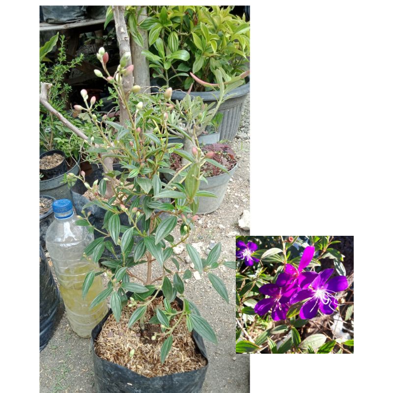 Senggani / TAIBO CINA