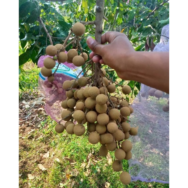 bibit kelengkeng kateki okulasi