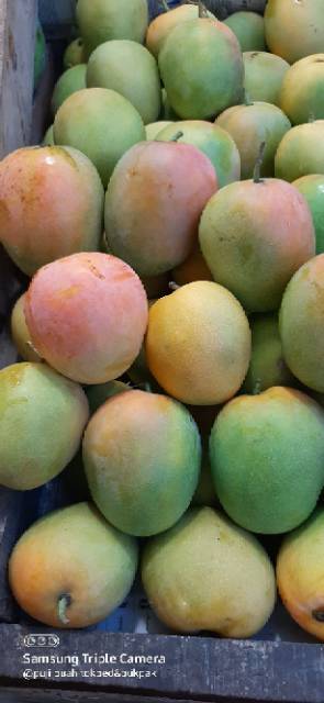 Mangga gincu