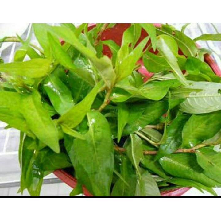 

daun kesum segar 200 gram