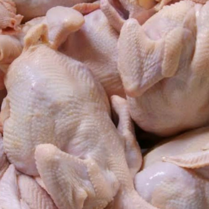 

Ayam Segar 1 Ekor