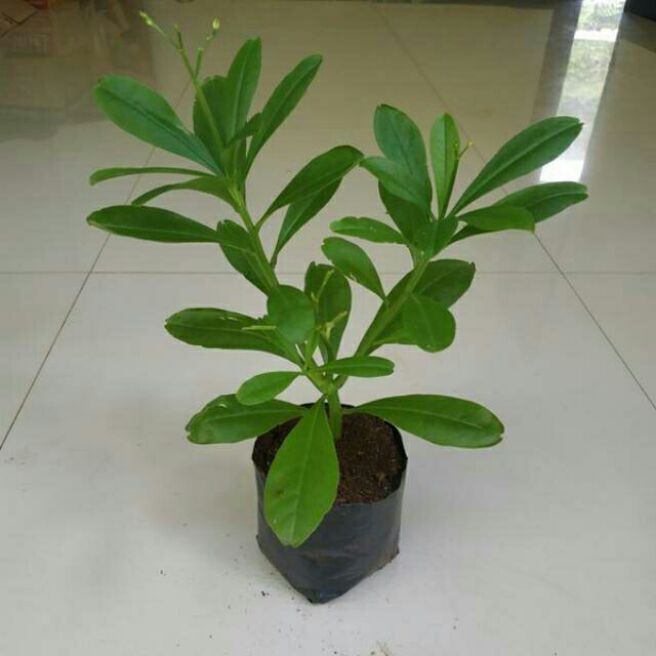 pohon ginseng Jawa-bibit pohon ginseng-tanaman herbal(herbal)