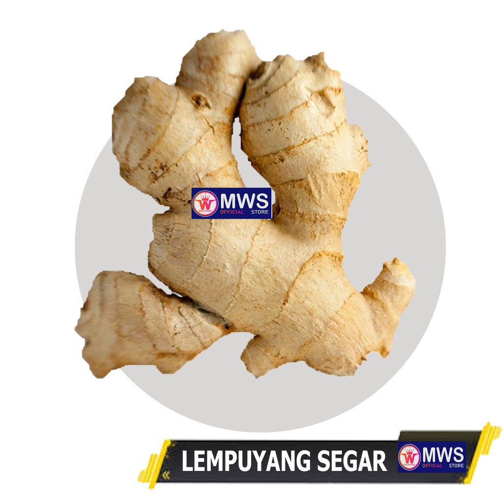 LEMPUYANG SEGAR 1 KG OBAT HERBAL MWS OFFICIAL STORE