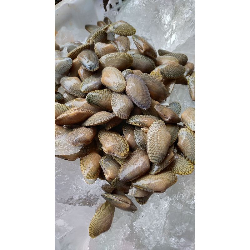 

Kerang Batik Frozen fresh