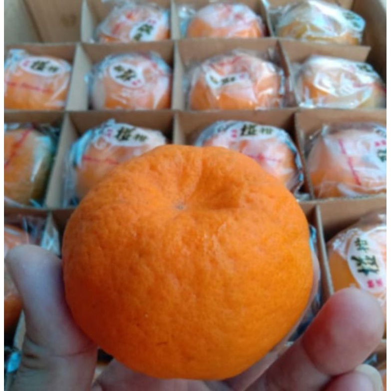 

jeruk ponkam HDL manis 1 kg