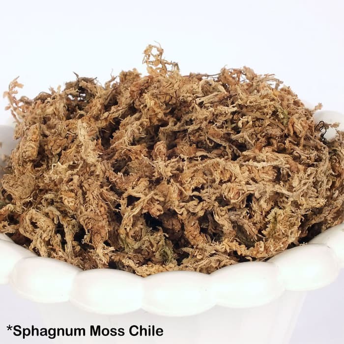 

PROMO Media Tanam Sphagnum Moss Chile Kering - Isi 30 Gram