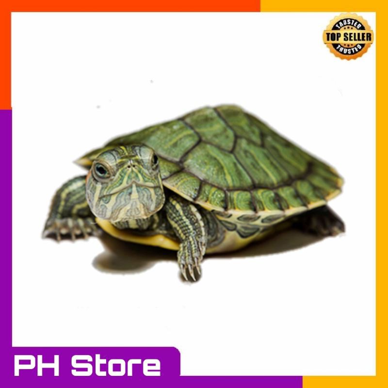 Kura kura Brazil lucu kura kura brasil kecil hiasan aquarium