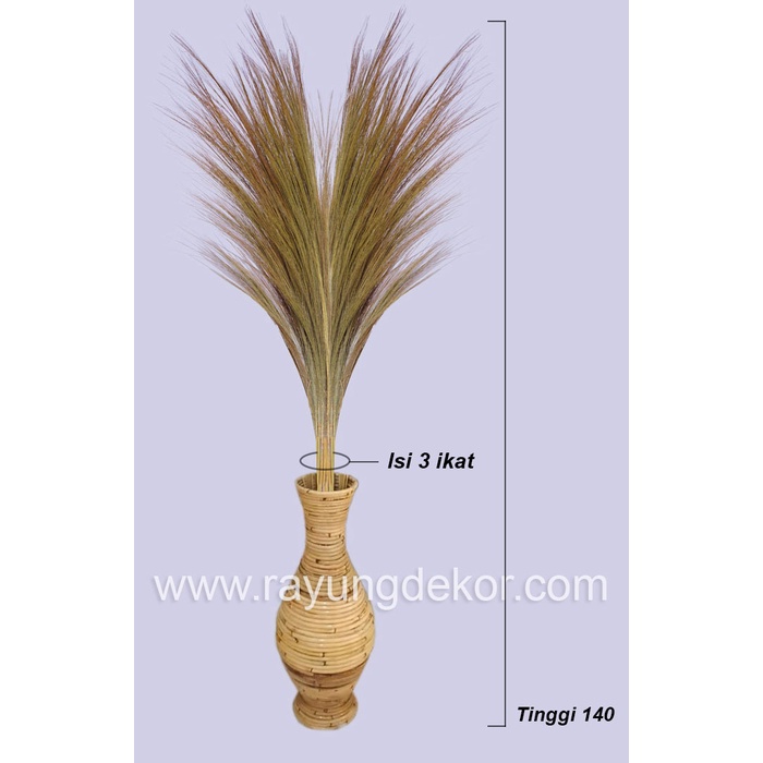 PAMPAS/RAYUNG KERING UNTUK DEKORASI