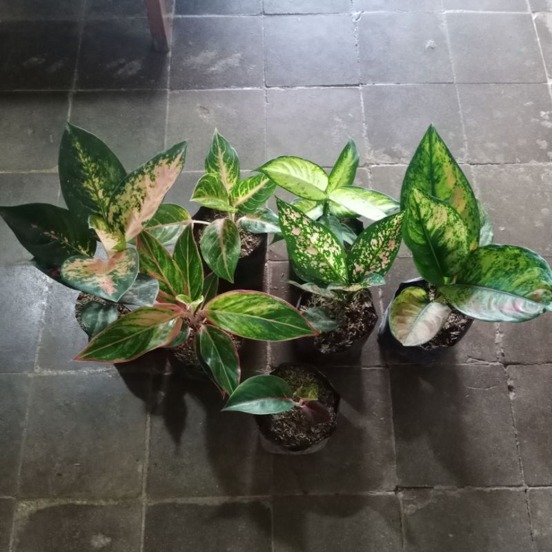 Bunga aglaonema paket 7 btg