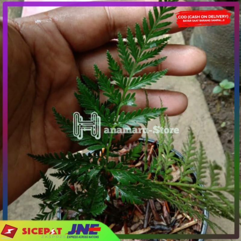 Tanaman Hias Pakis Keraton Hutan Langka l Tanaman pakis