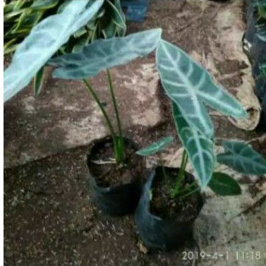 kladi Amazon lokal tanaman hias keladi Amazon