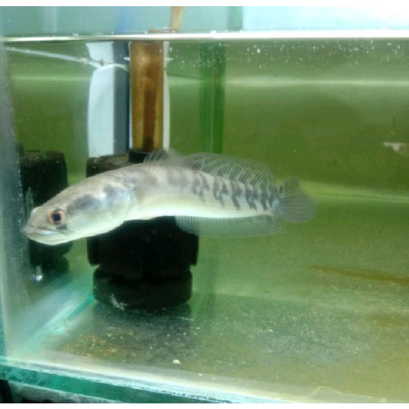 yellow sentarum -+ 8-13cm (pogres kontes)