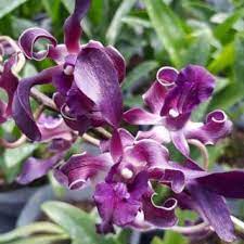 Anggrek Dendrobium Blue Twist