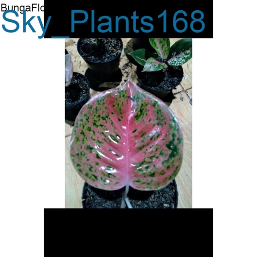 Anakan Aglonema Wulandari