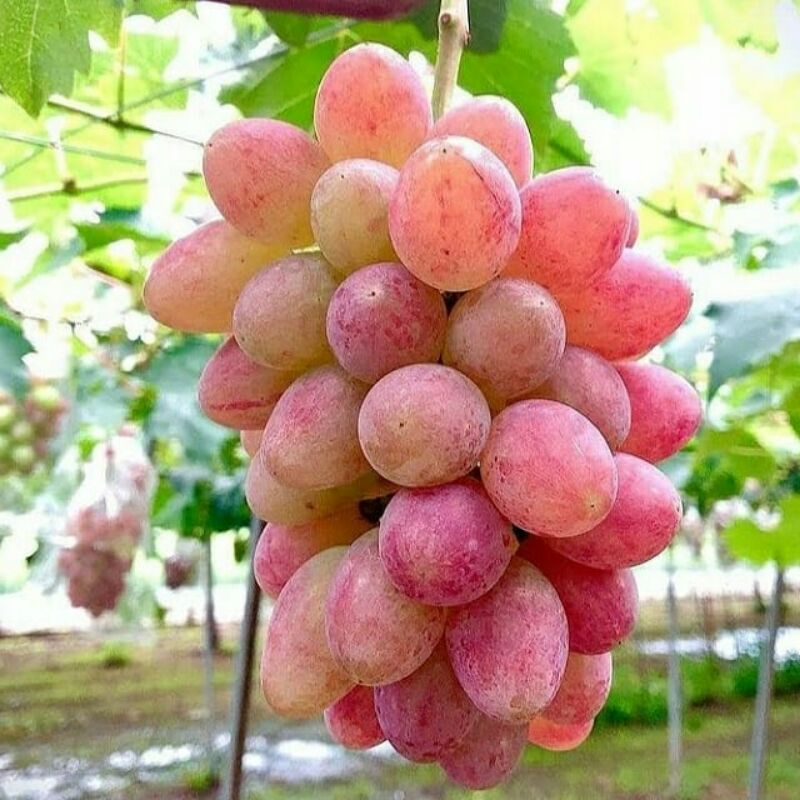 

buah anggur merah segar 60rb perkilo