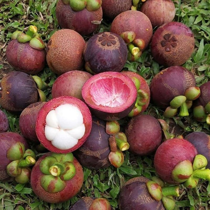 BIBIT BUAH MANGGIS bisa berbuah dalam pot