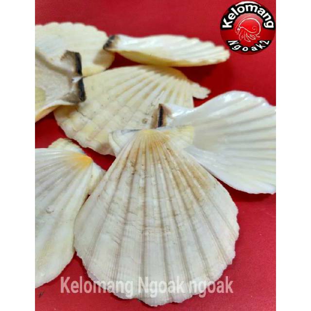 Cangkang Kerang Kipas Tebal