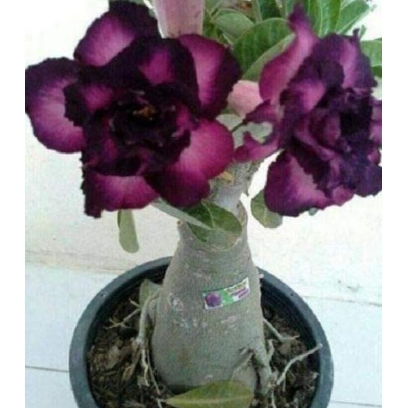 

PAKET 1 ( 5 BUNGA ADENIUM) FA