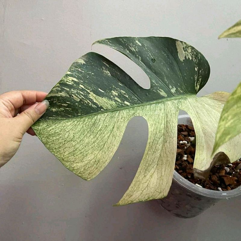 monstera mint bibit stek orginal berkualitas