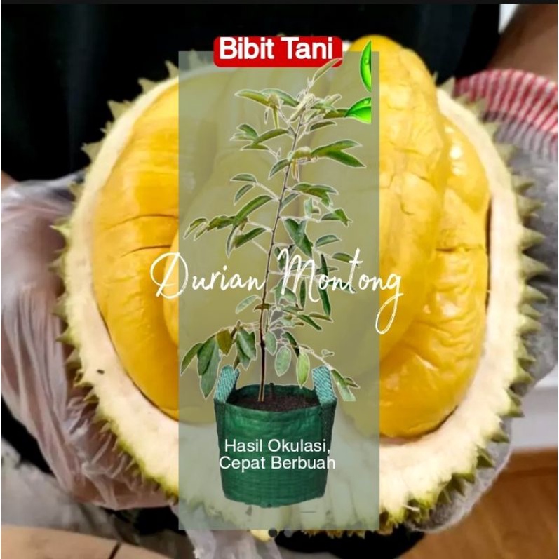 COD Bibit Durian montong