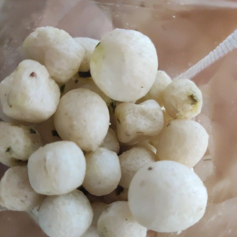 

Pilus Tegal Asli