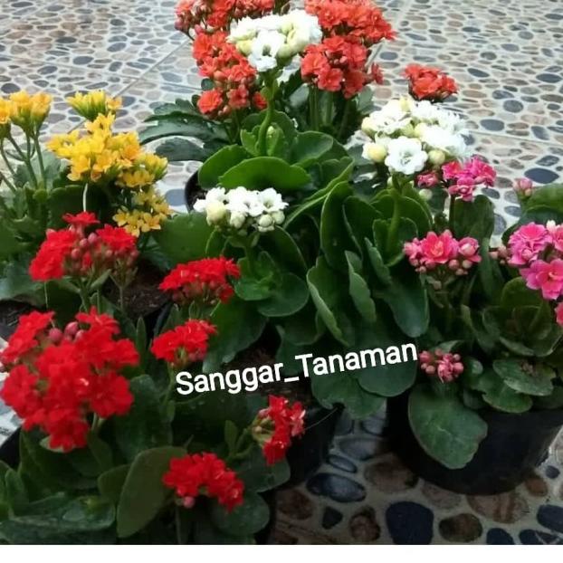 ™ bunga cocor bebek / tanaman hias cocor bebek ❁