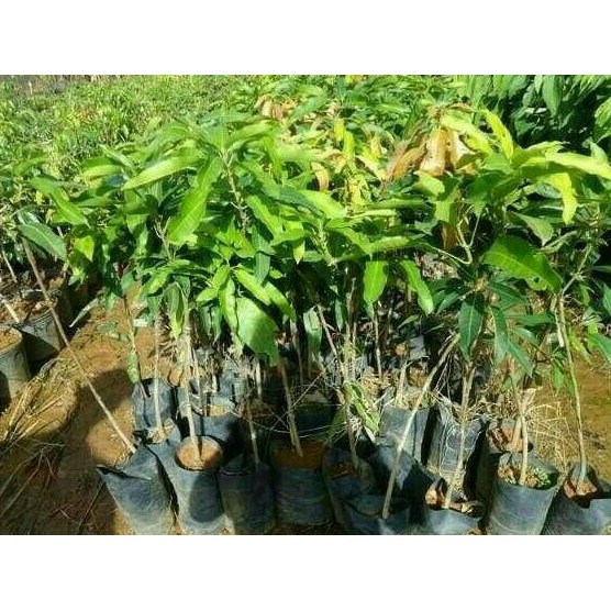 HRV BIBIT MANGGA ALPUKAT KLONAL 21 DM+