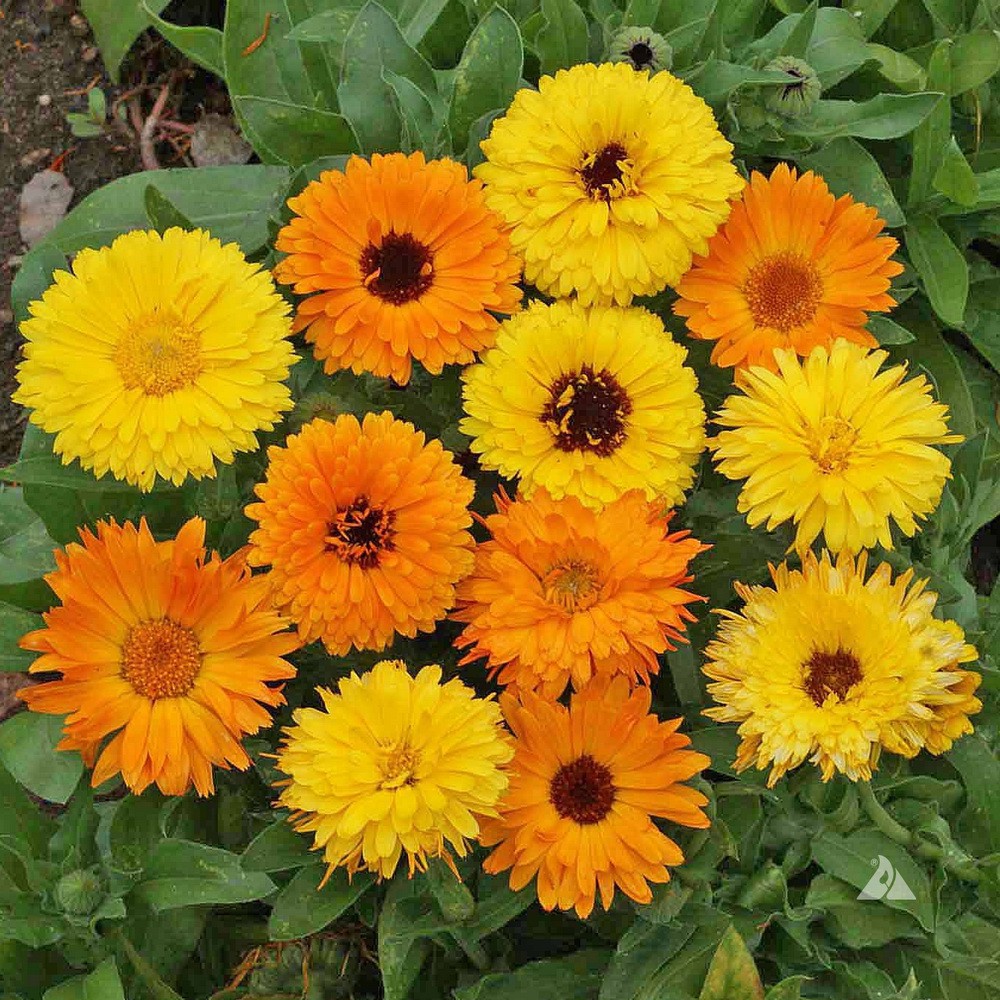 PlantaSeed - 10 Seeds - Calendula Pacific Beauty Biji Bunga - PAS0214